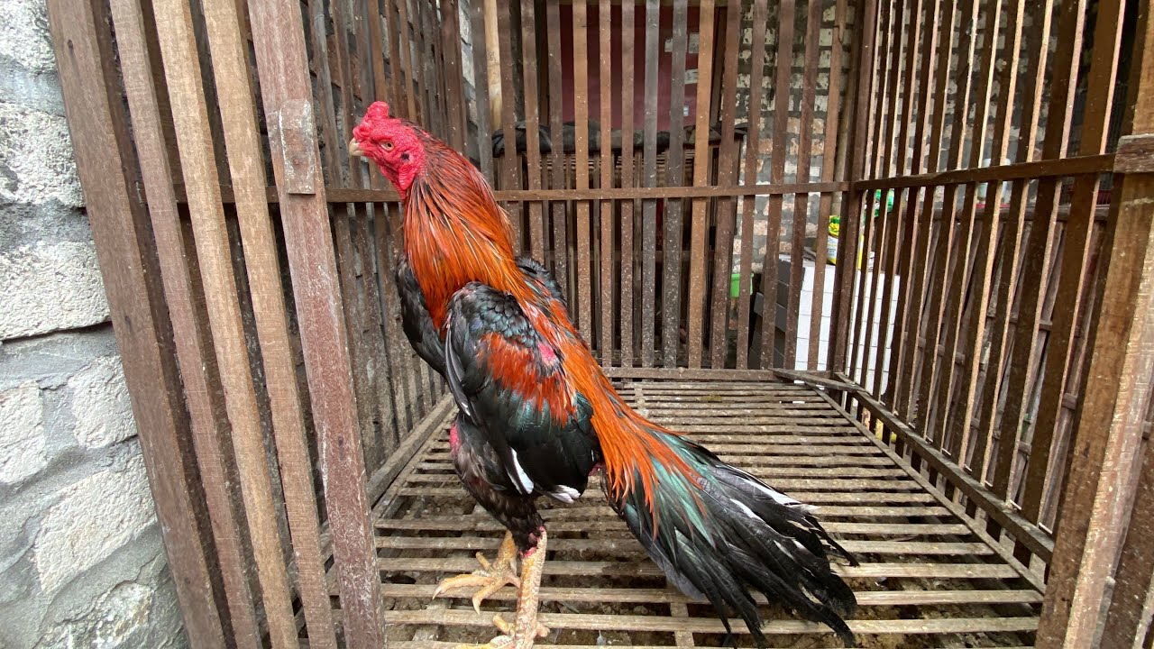 PASCA MALAM TAHUN BARU KANDANG SEPI PENGHUNI😂😂 | KANDANG F4NNKW