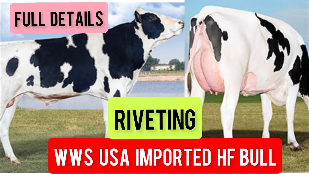 WWS USA IMPORTED BULL RIVETING🐮FULL DETAILS 🐮WT और DWP का MEANING 🐮#mannfarms #dairyfarm