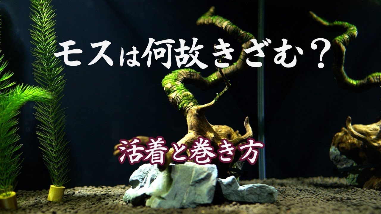 【レッドビーシュリンプ】南米ウィローモスの活着方法とミクロソリウムの巻き方【RBS #03】