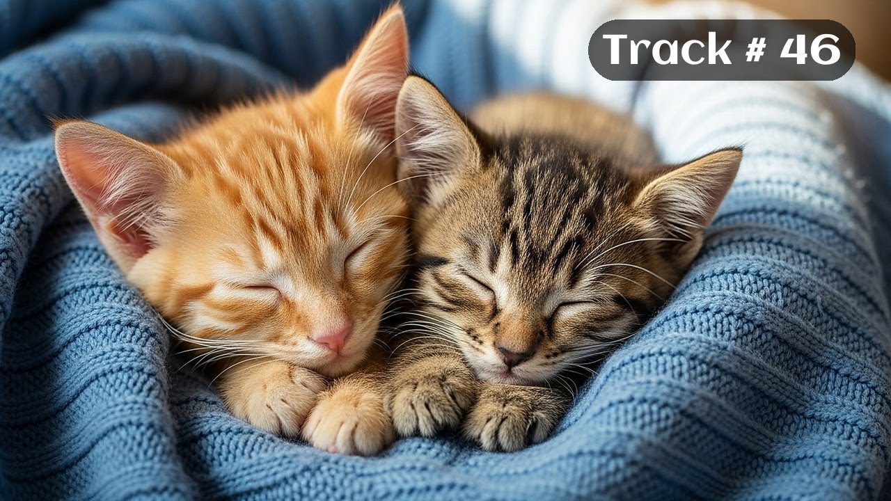 [Sleepy Cats Piano #46] Piano Music for Cat Lovers Before Bed