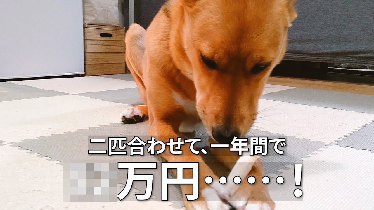 わが家の年間飼育費用【中型雑種犬×二匹】