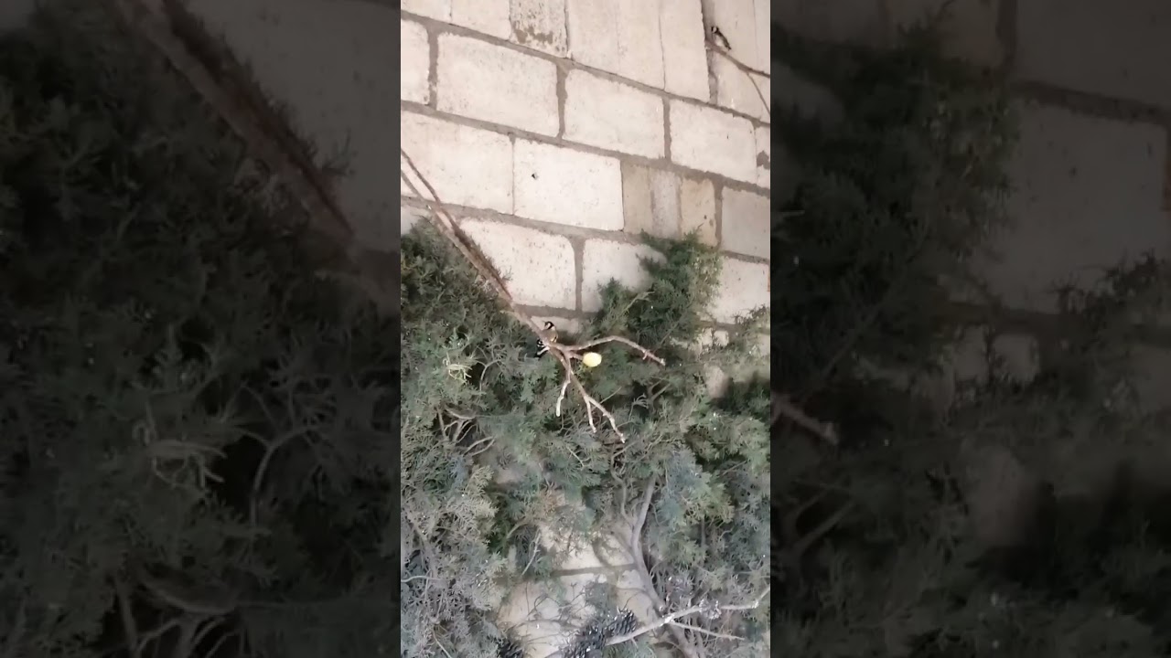 إطلاق جوز حسون في الغرفة  وتقديم التين مجفف للحسون