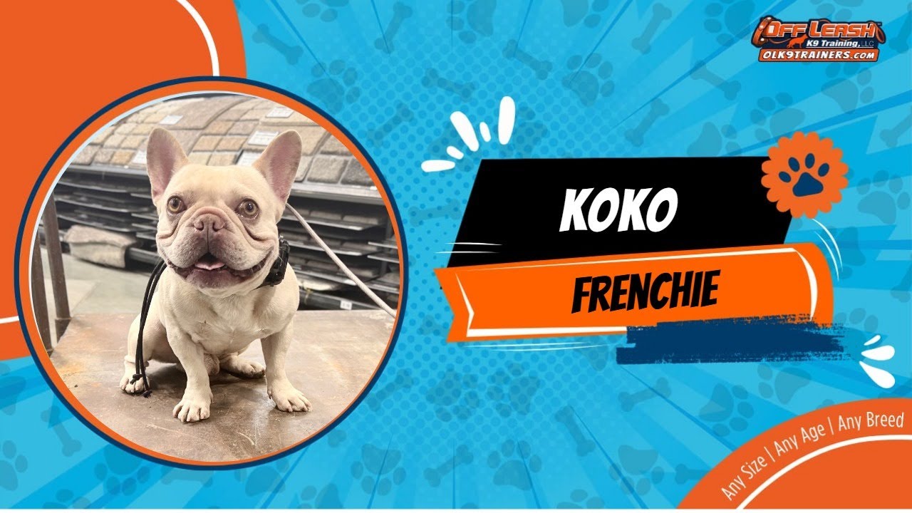 Frenchie🐶🦮Off leash Dog Training / Obedience Training 🦮🐶
