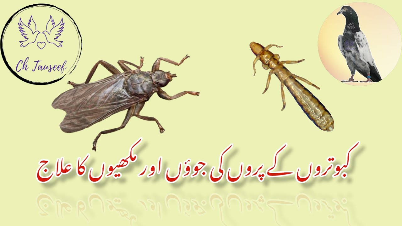 Mites Treatmemt in Pigeon| Lice and Fly Solution | جوؤں اور مکھیوں کا علاج