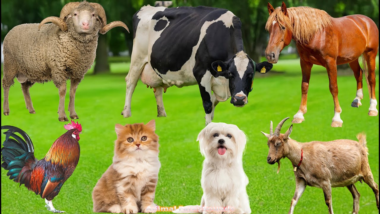Cute Farm Animals – Cow, Pig, Sheep, Chicken, Buffalo, Cat & Dog | Relaxing Video