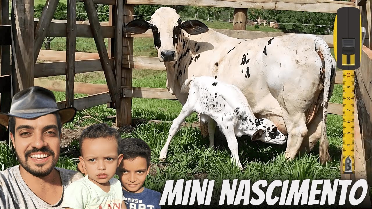 Nascimento de Bezerro da Mini Vaca