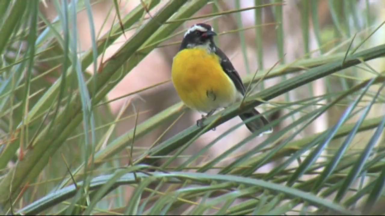 De vogels van Bonaire (2009)