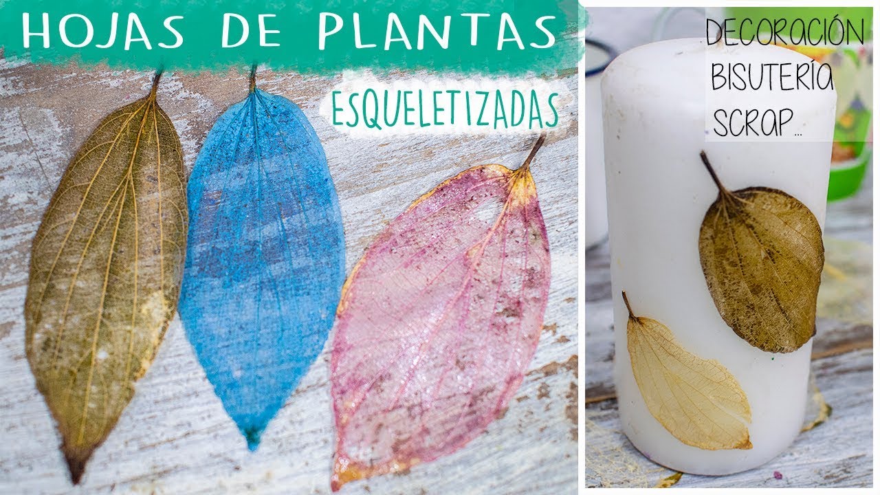 Esqueletiza hojas naturales con bicarbonato 🍃 Preciosas (Leaf esqueleto)