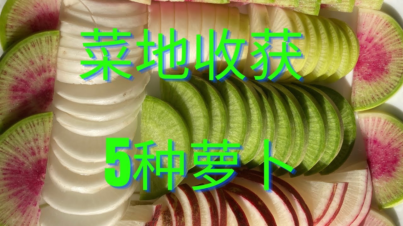 院子里收获了5种萝卜/萝卜种植经验教训