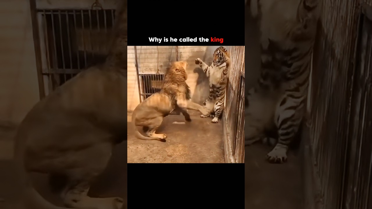 Moment When Lion Fight Tiger