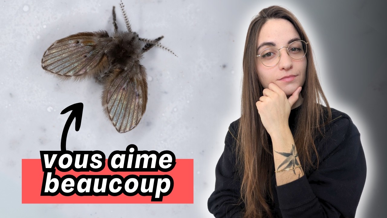 4 minutes pour comprendre la MOUCHE A DRAINS (+ annonce !)