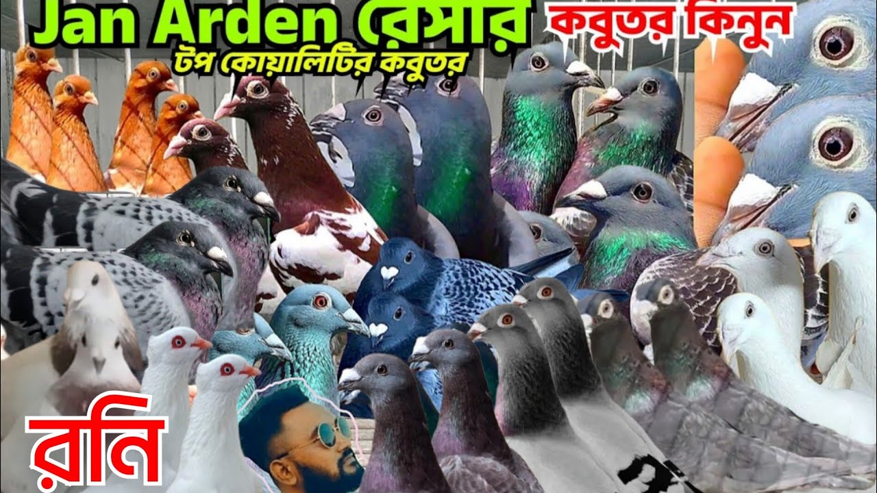 ওরজিনিয়াল ক্লাবের রেসার কবুতর কিনুন। কম দামে  রনি ভাইয়ের রেসার কবুতর বিক্রি হবে। চাইনিজ হাইফ্লয়ার 