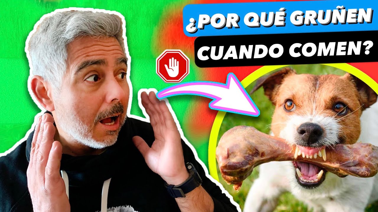 ¡MI PERRO ME GRUÑE CUANDO COME! 😱 | PROTECCIÓN DE RECURSOS ⚠️