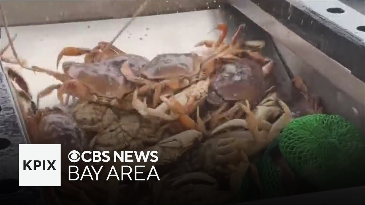 Bay Area commercial Dungeness crab fishing set to begin after delay