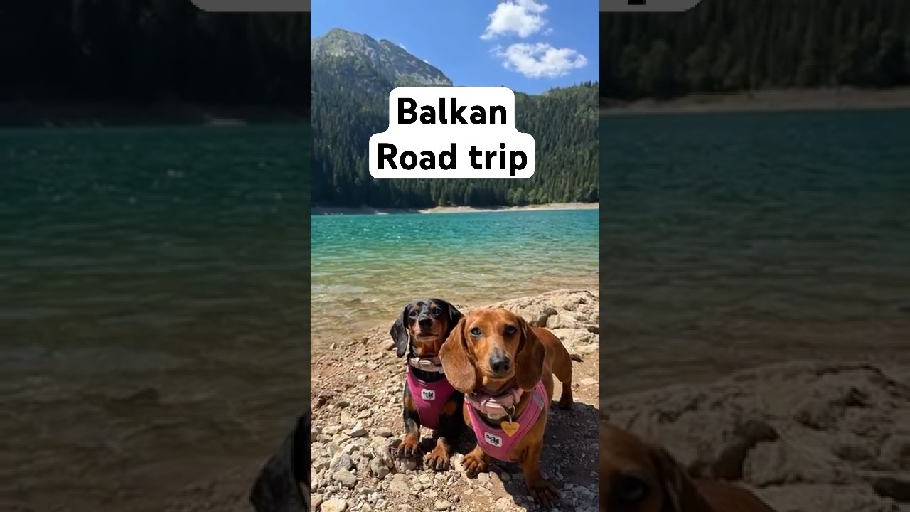 🇷🇸🇲🇪🇭🇷 DACHSHUNDS on a Balkan ROAD TRIP