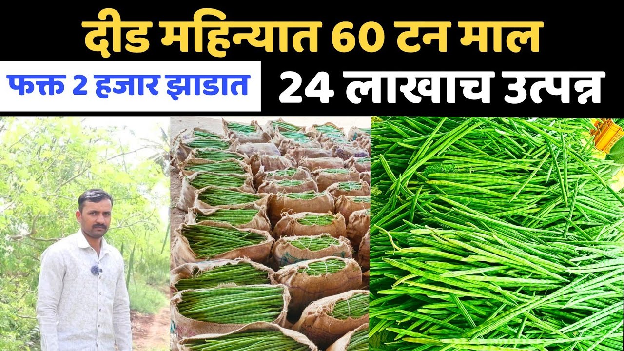 शेवगा शेती।याला म्हणतात विक्रमी उत्पादन। फक्त 2 हजार झाडे।दीड महिन्यात 60 टन माल।24 लाखाचे उत्पन्न