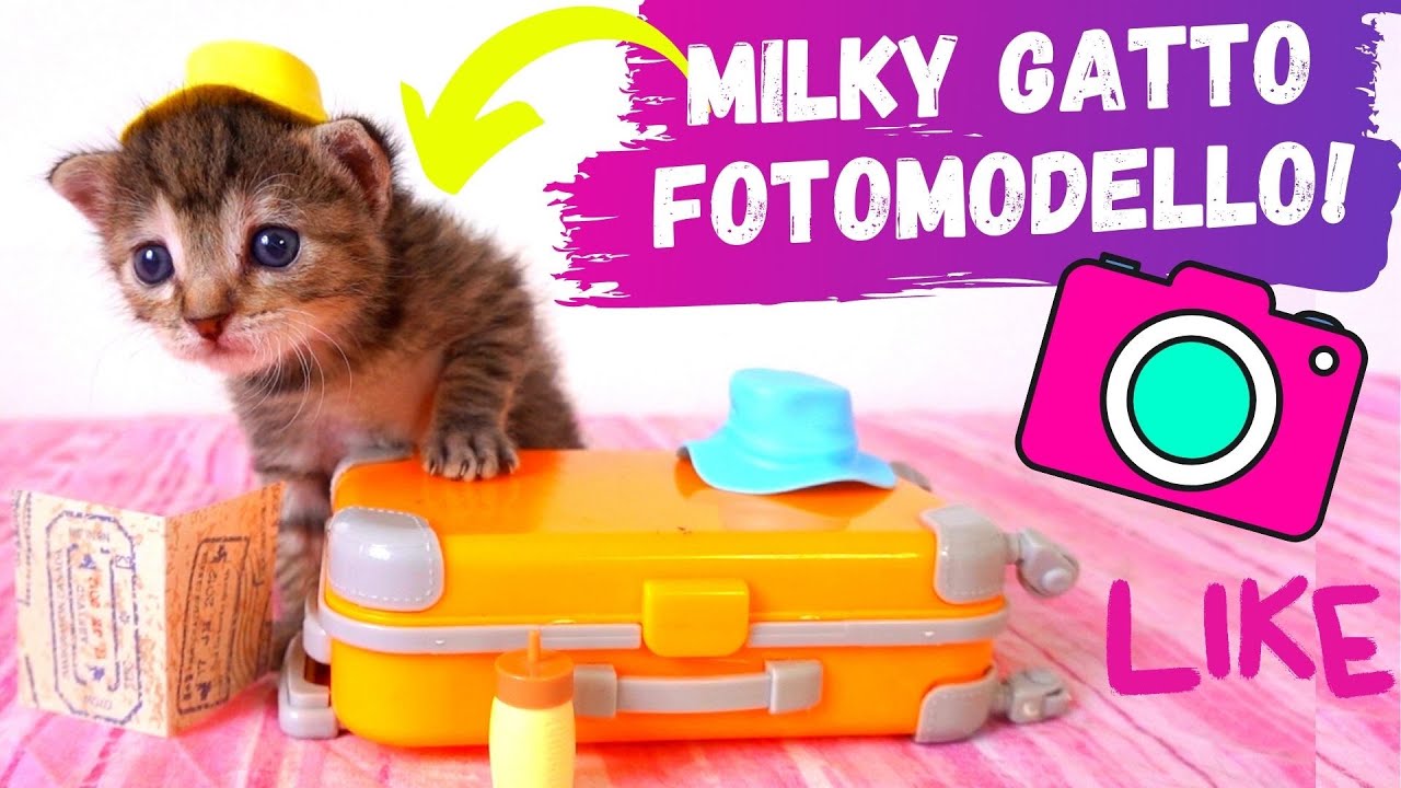 IL MIO GATTO UN MODELLO! *fashion  blogger cat*