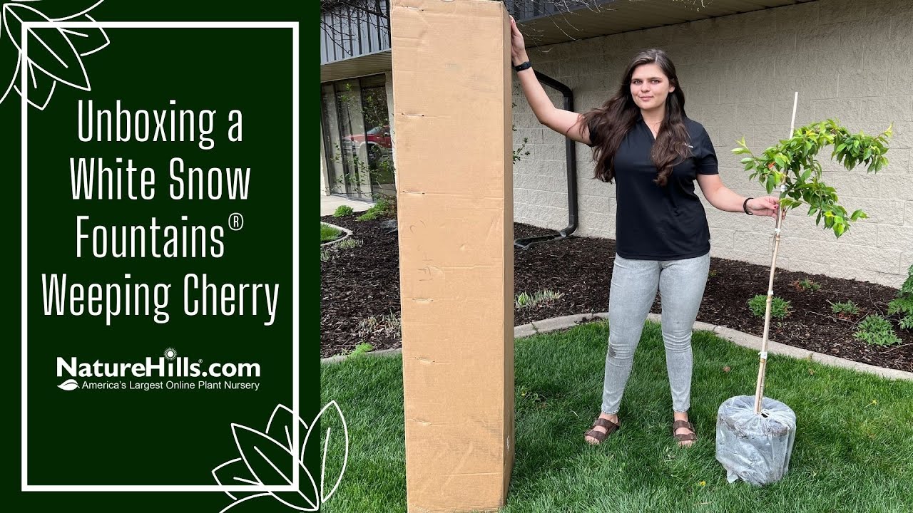 Unbox a White Snow Fountains® Weeping Cherry With Me for Arbor Day! | NatureHills.com