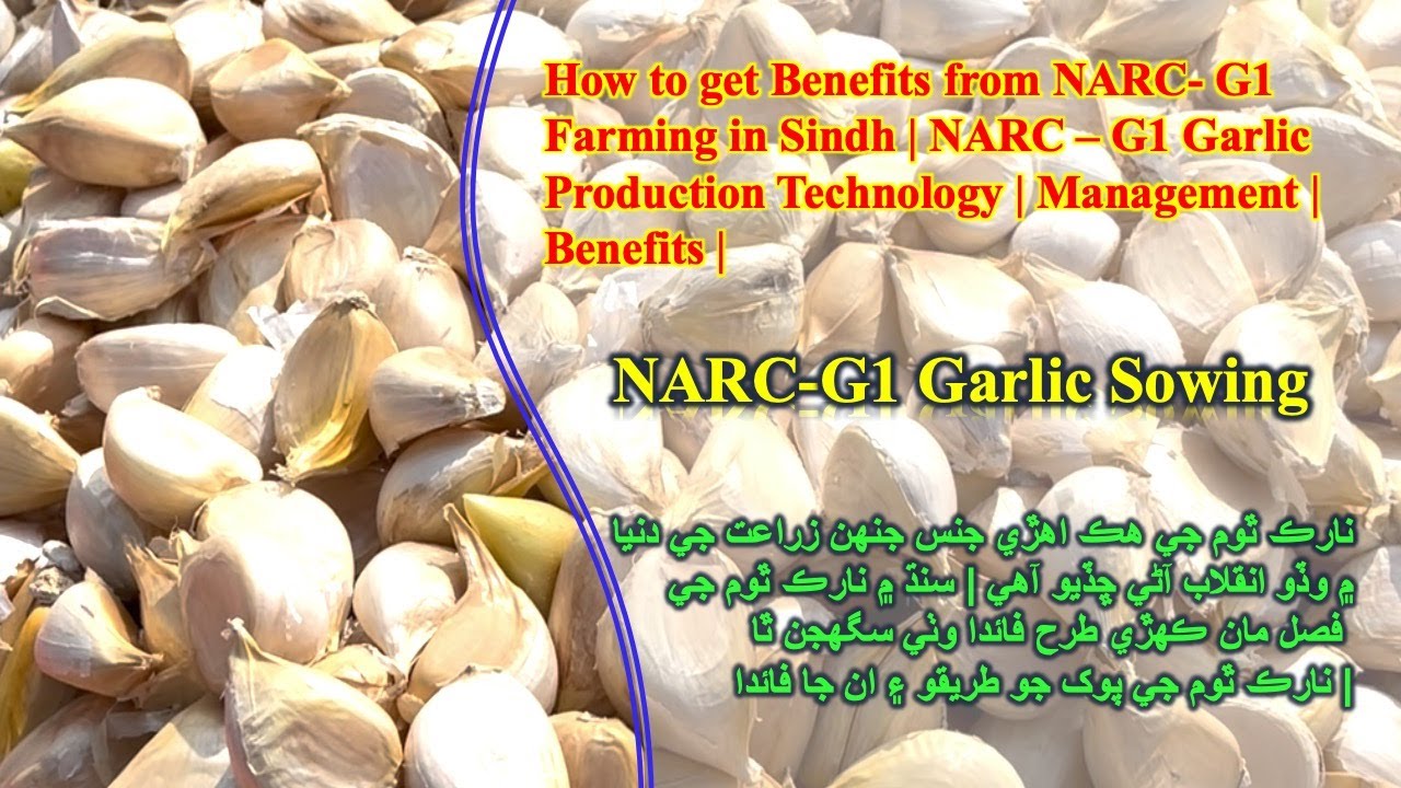 How to Grow Garlic From Cloves |  narc g1 Garlic Farming Techniques | g1 yield per acre | G1 sowing