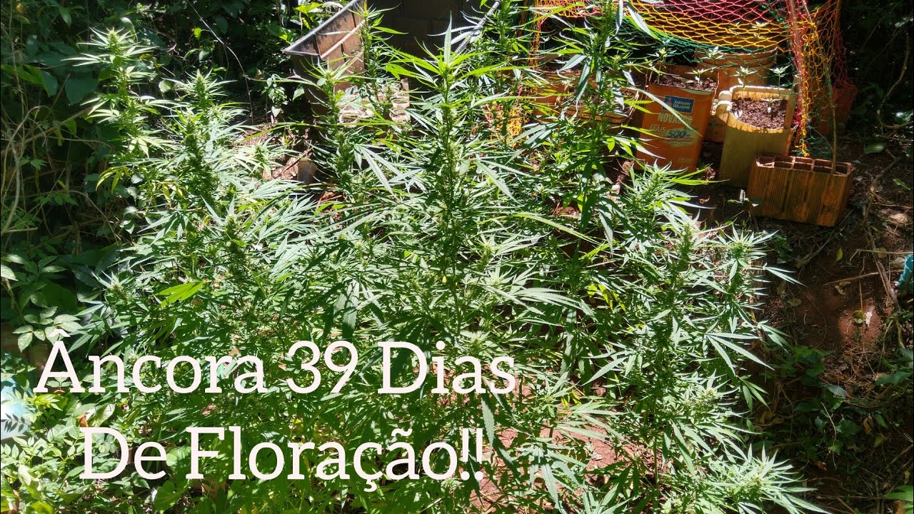 4 Gen&eacute;ticas 39 Dias De Flora&ccedil;&atilde;o Clones 3 Meses E 28 Dias Ap&oacute;s Clonagem Cannabis #139 ( GORD&Atilde;O THC )