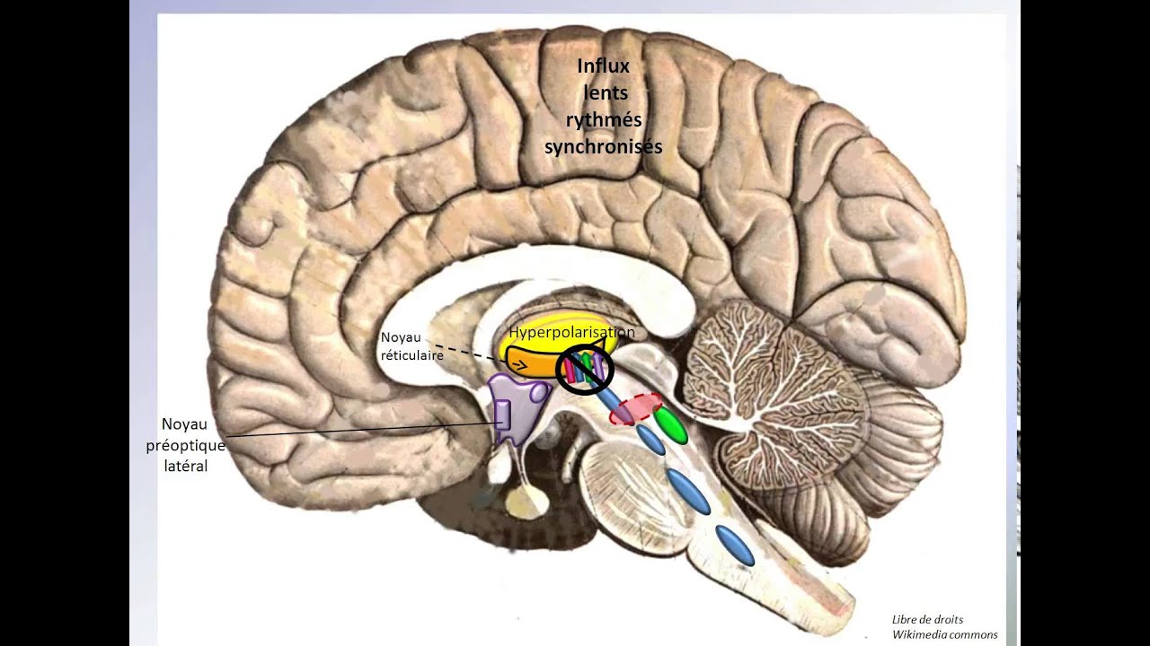 Structures de l'encéphale qui induisent le sommeil