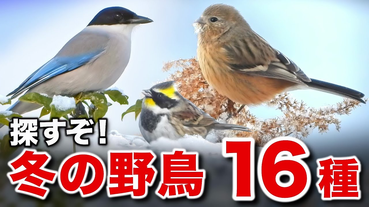 こんな雪の中で…野鳥はどうやって生きている？