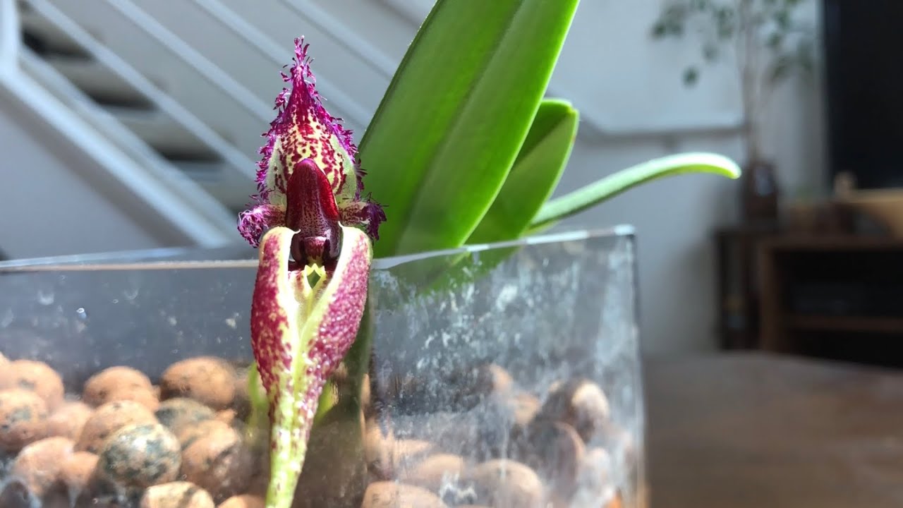 Bloom Profile: No.19 | Bulbophyllum Fascinator