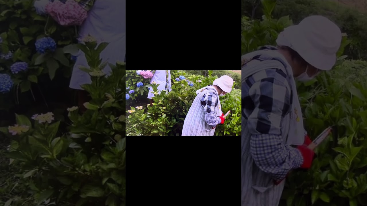 Ajisai season 2024 #trending  #lifeinjapan  #youtube  #spring