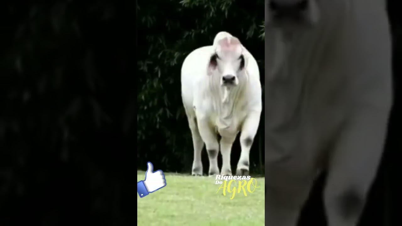 Ra&ccedil;a Brahman | Vaca Brahman | Bezerro Brahman