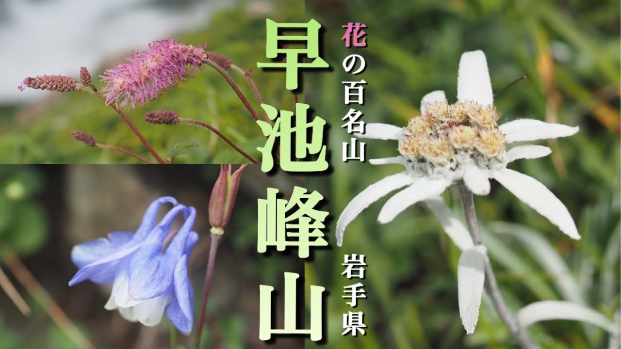 【花の百名山】 7月 早池峰山/岩手県　蛇紋岩地帯の植生　早池峰山特産種の花々が迎えてくれました