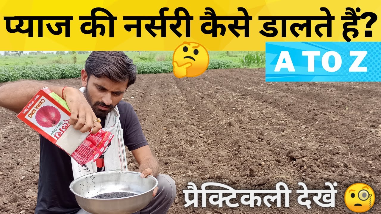 प्याज की नर्सरी डालने की सरल और सटीक विधि👌| pyaj ki nursery kaise dale? | #onion_nursery | #onion