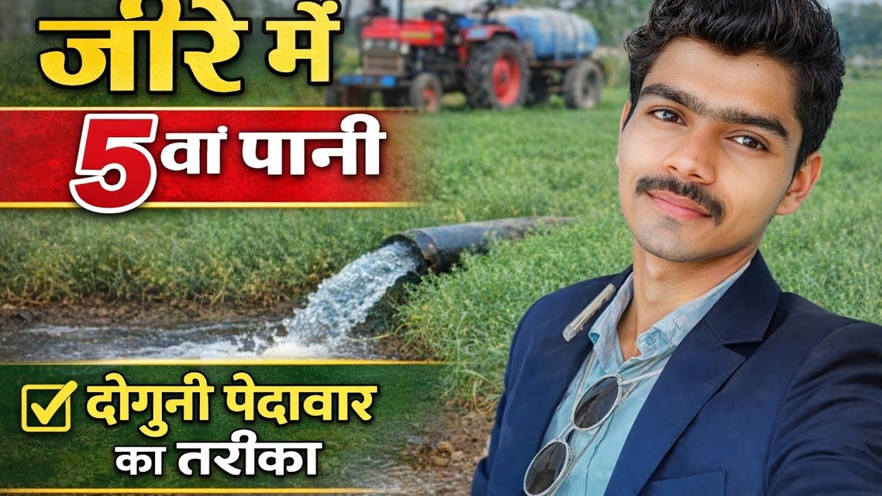 जीरे में 5वां पानी डबल पैदावार 🤫😱