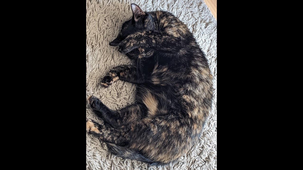 Tortoiseshell Cat Purring & Rolling for Sleep, Relaxation, Learning, Concentration - 3 Hours 🐱