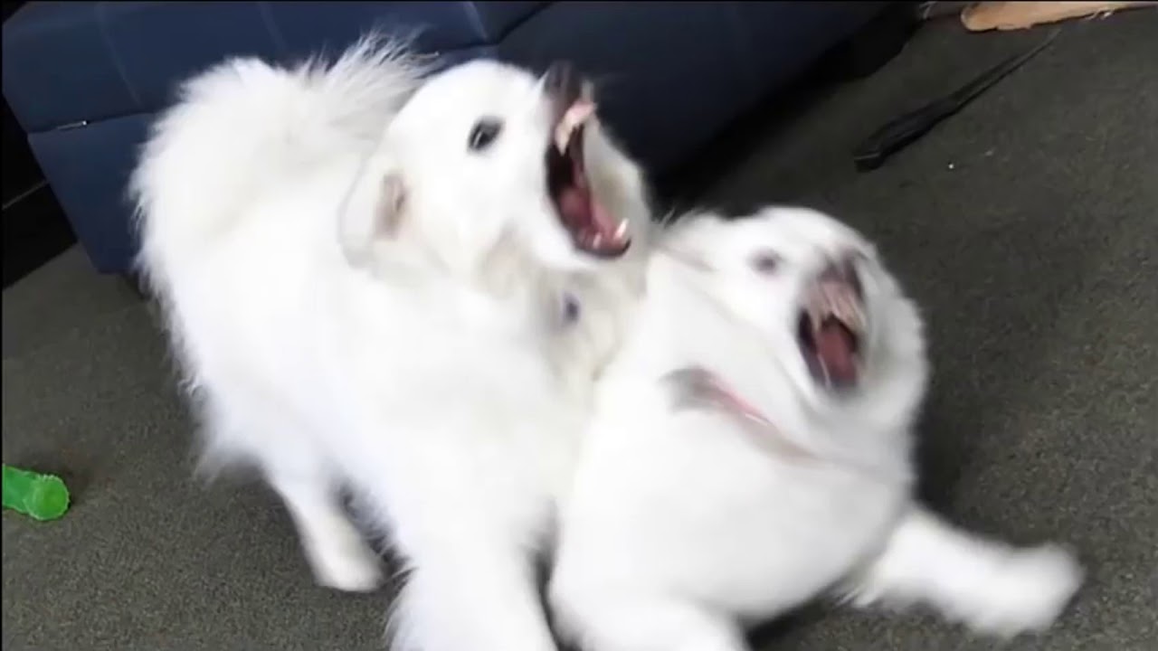 why r jacks dogs fighting? #YIAYdogs (reupload)