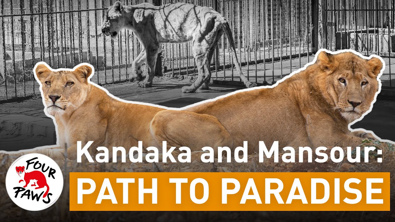 #SaveSudanLions: Kandaka and Mansour start over in Jordan!