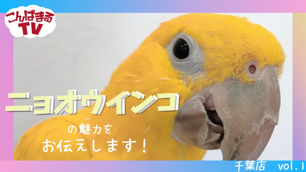 【こんぱまるTV】千葉店　♯1