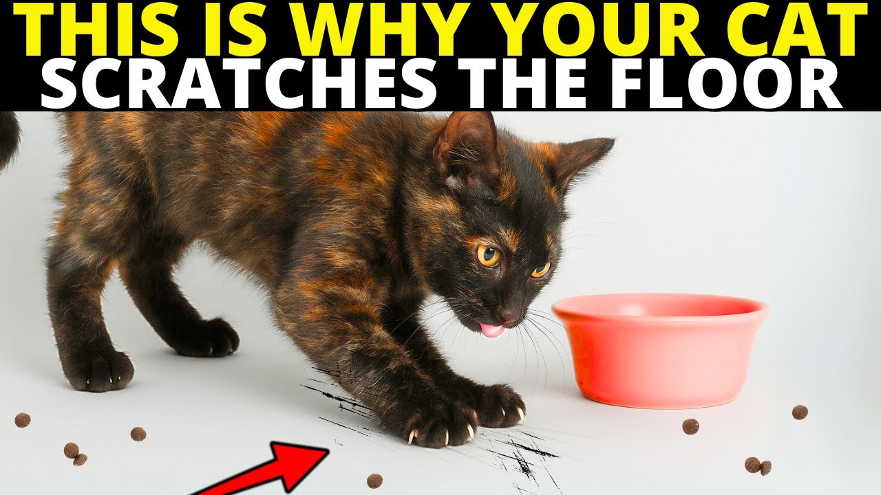 If Your Cat Scratches the Floor After Eating, They're Trying to Tell You This…