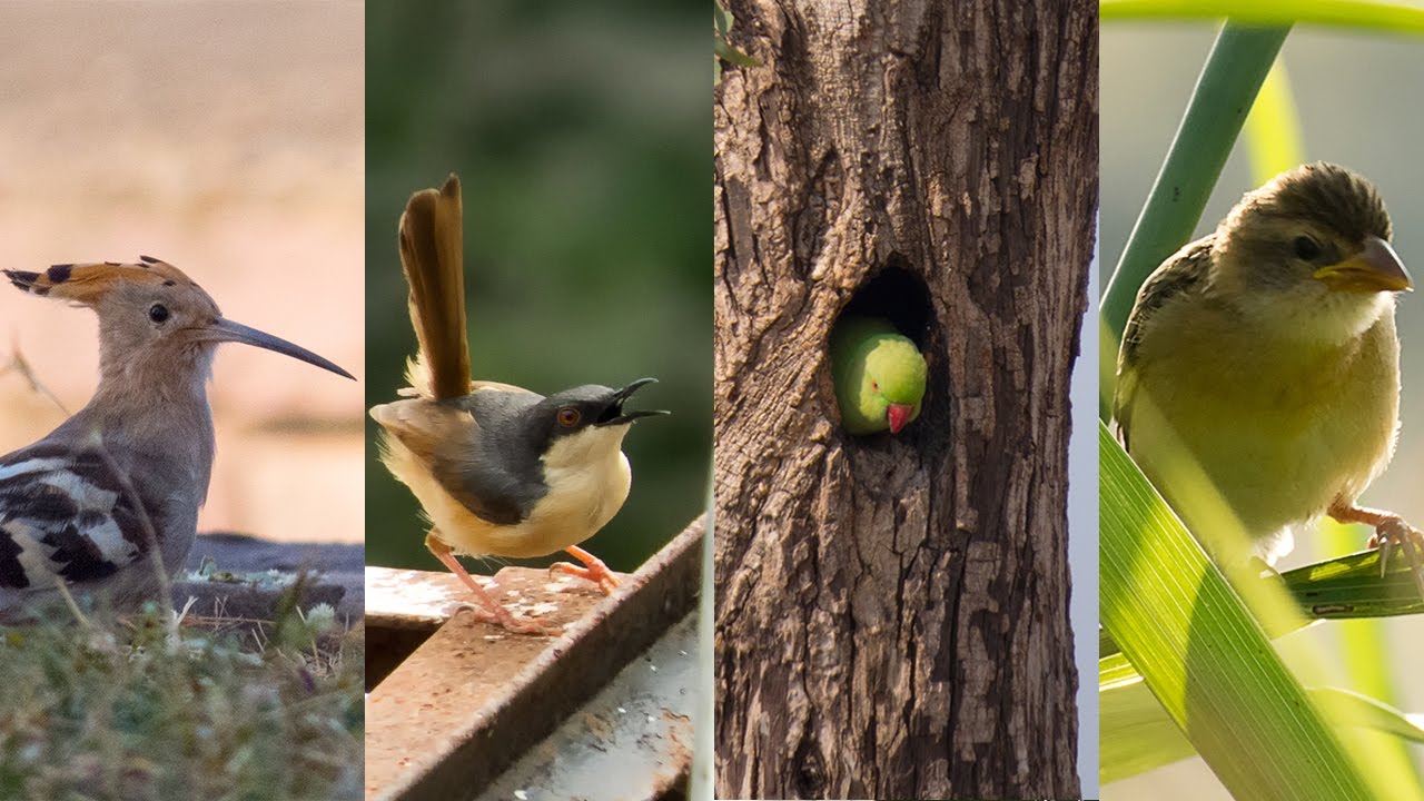 Indian Birds Compilation || Amazing Video