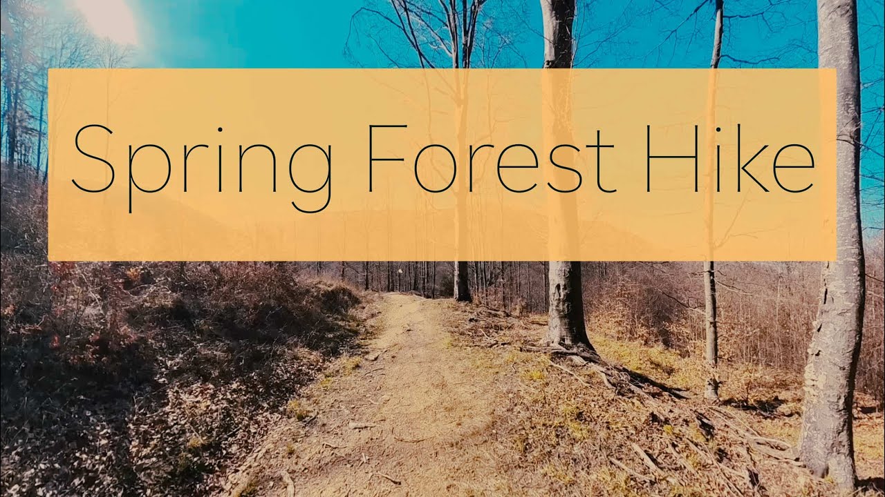 Spring Forest Hike to a Sunny Meadow 🌿☀️ | Peaceful Solo Walk in Nature