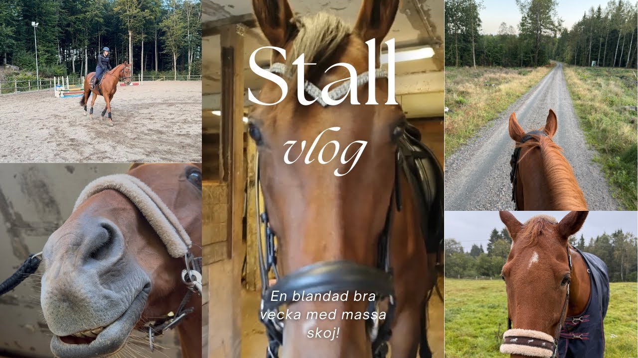 En lång go veckovlogg❤️ Dressyrträning med kommentarer!!!⭐️