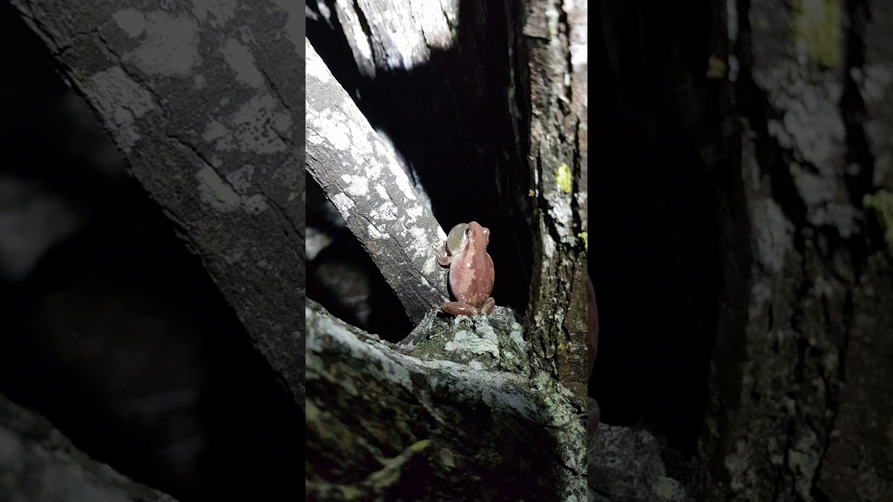 Litoria Dentata - Bleating Tree Frog