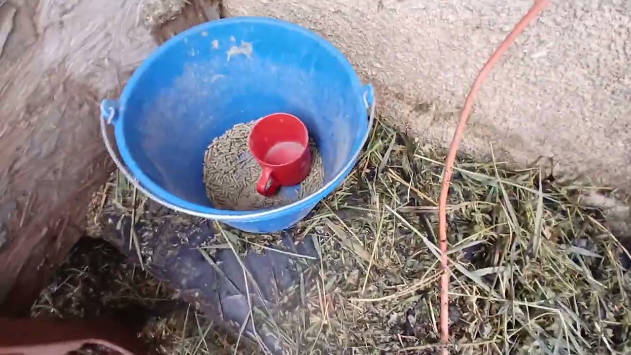 Rutina de dimineață la iepuri