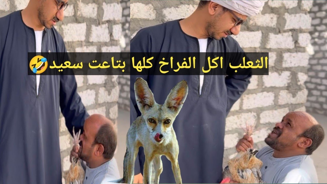 سعيد الفروج بتاعه كله أكله ابو الحصين🦊وعم شوقي عايز يساعده باقي شهر مضان