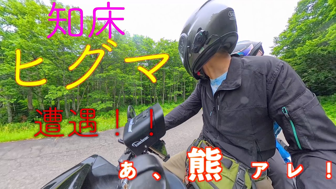 知床でヒグマに遭遇！