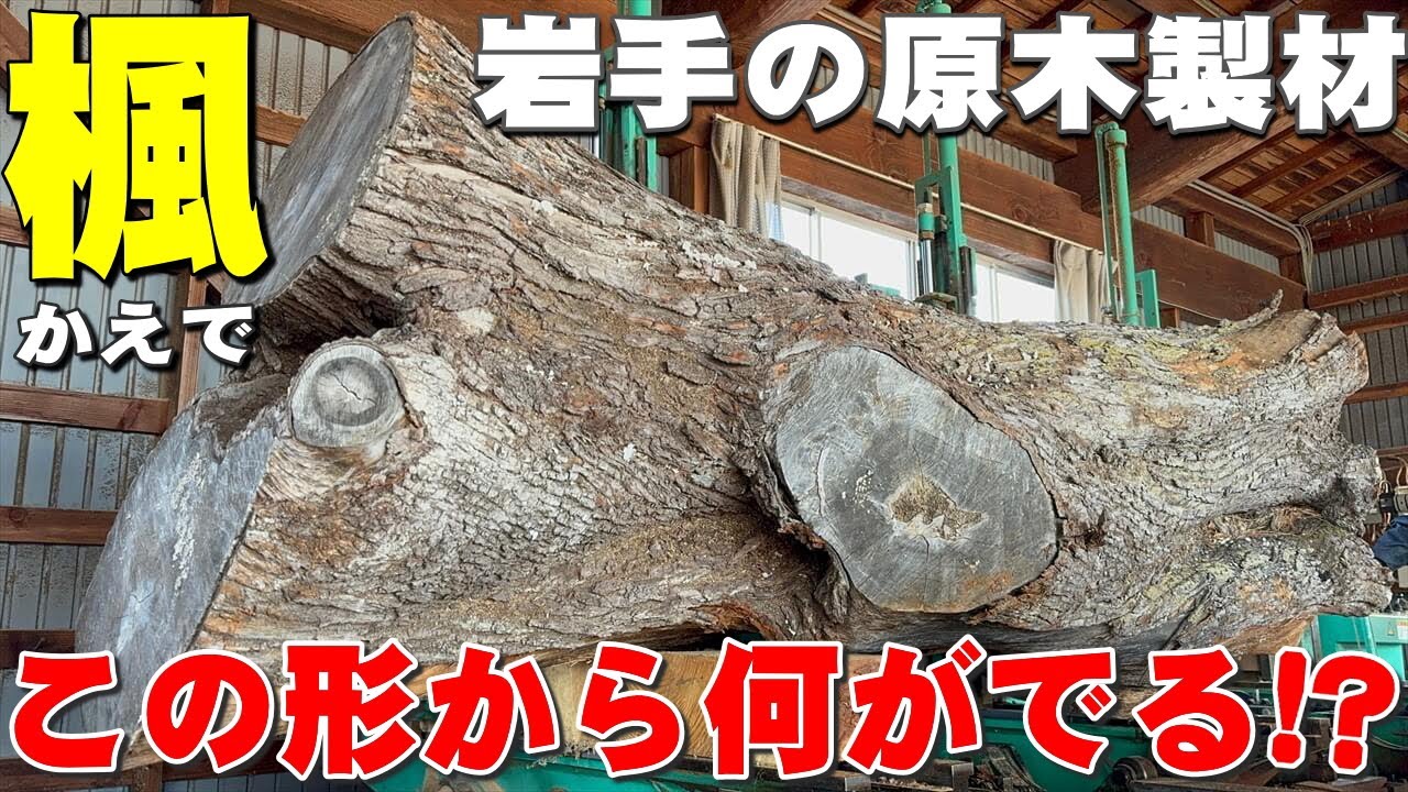 【二股のカエデ】イタヤカエデ原木製材【木の店さんもく】Japanese Maple Sawing