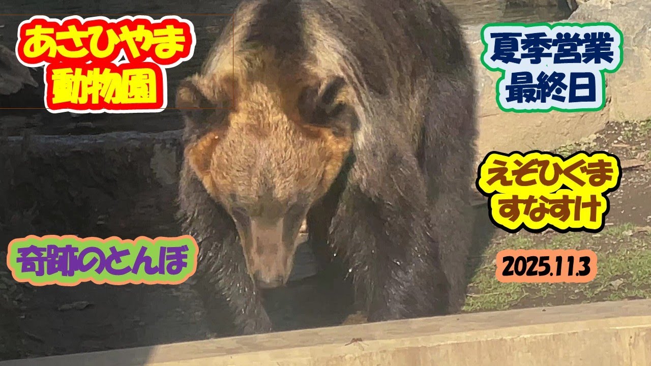 あさひやま動物園　えぞひぐまのすなすけ 202511.3