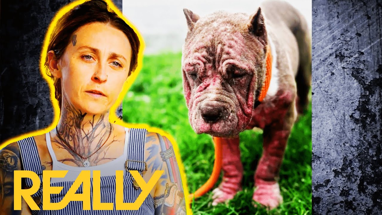 Scared Puppy Finally Makes Friends With The Team At Villalobos l Pit Bulls and Parolees