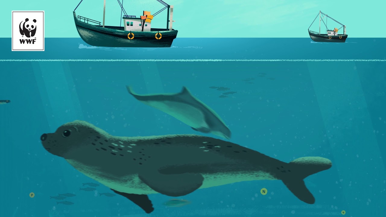 Social media animation - WWF Eutrophication of Baltic Sea