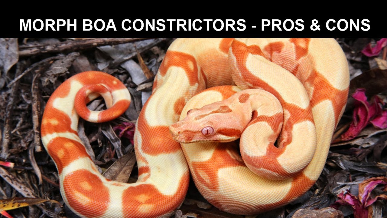 Morph Boa Constrictors - Pros & Cons