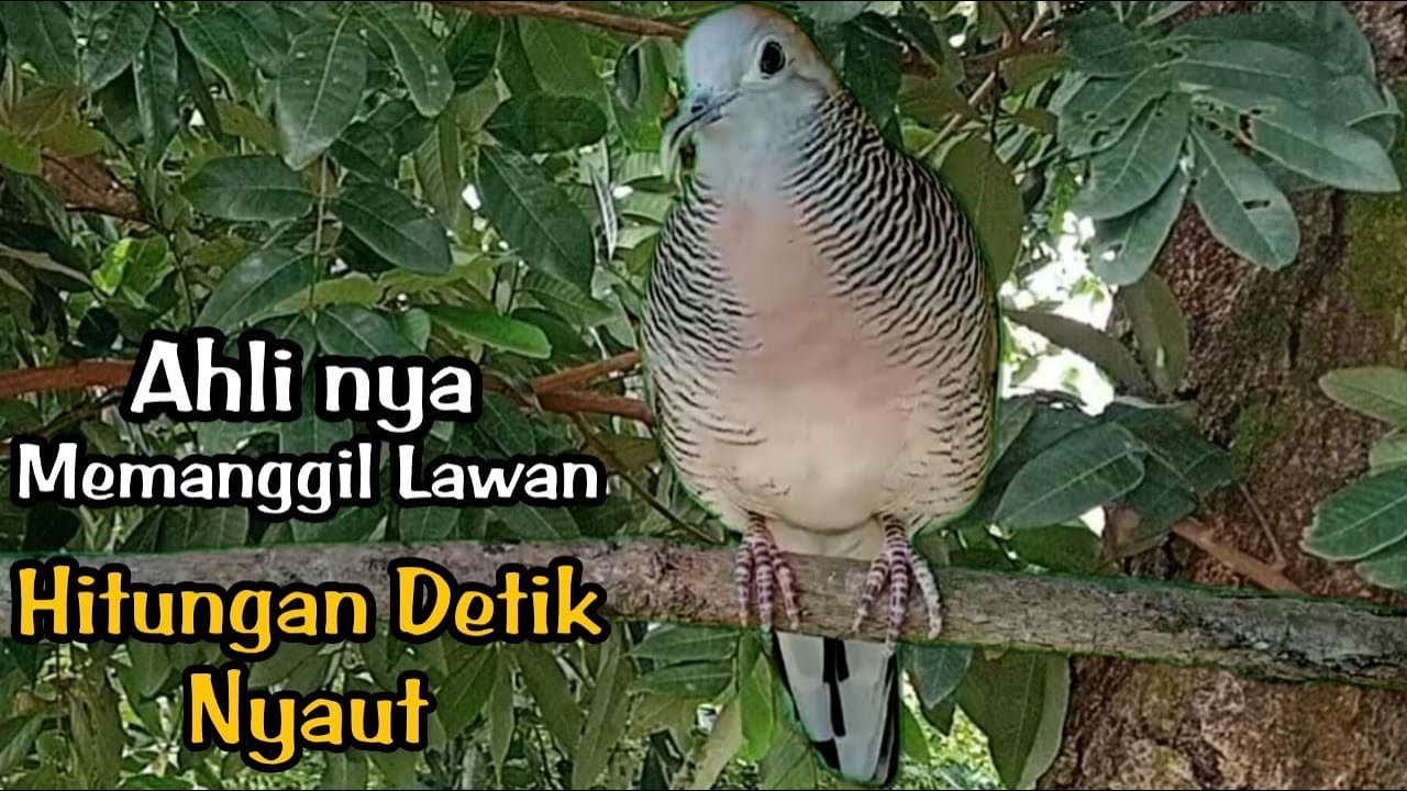 Perkutut lokal gacor  Ahli nya memanggil lawan Hitungan detik nyaut